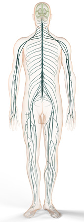 polyneuropathie