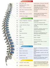 spondylose